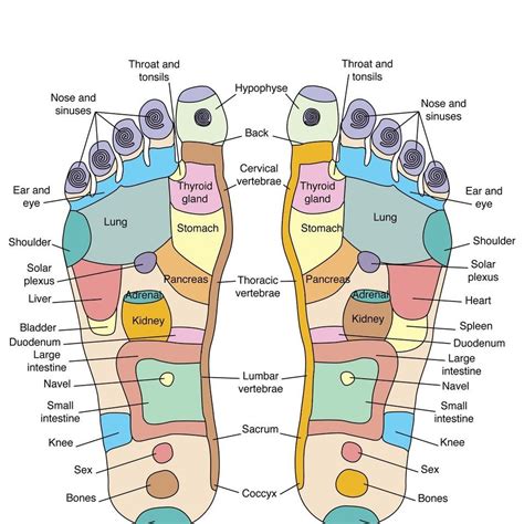 reflexology chart of feet|footology map.